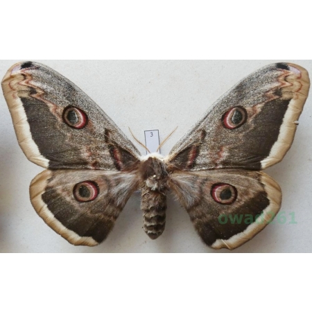 Saturnia pyri (Denis & Schiffermüller, 1775) female Pawica gruszówka ex. ovo Czech 109mm3